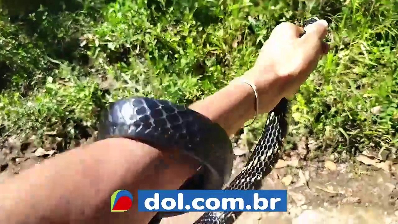 b'Cobra caninana da1 bote'