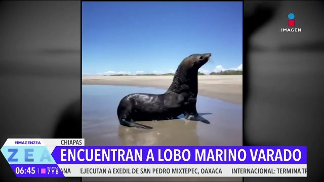 Lobo marino aparece en playas chiapanecas