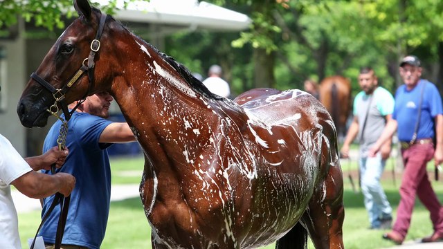 Boyd Browning Previews the 2018 Yearling Sales