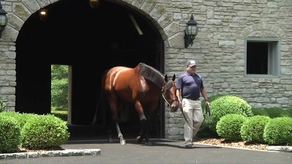 Adrian Wallace on American Pharoah's First-Crop Yearlings