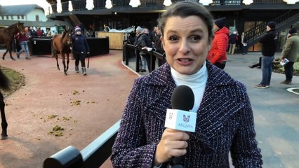 Arqana Breeding Stock Sale and Year-End Review