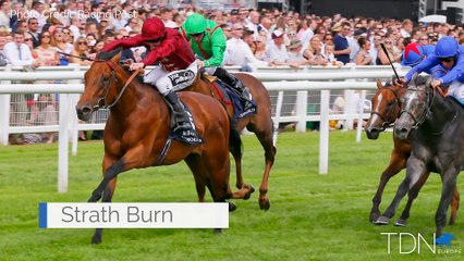 Compas Stallions on the Rise