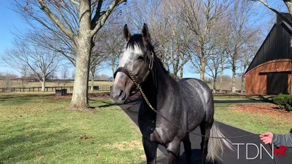 Meet the First Foal from Songbird, By Arrogate