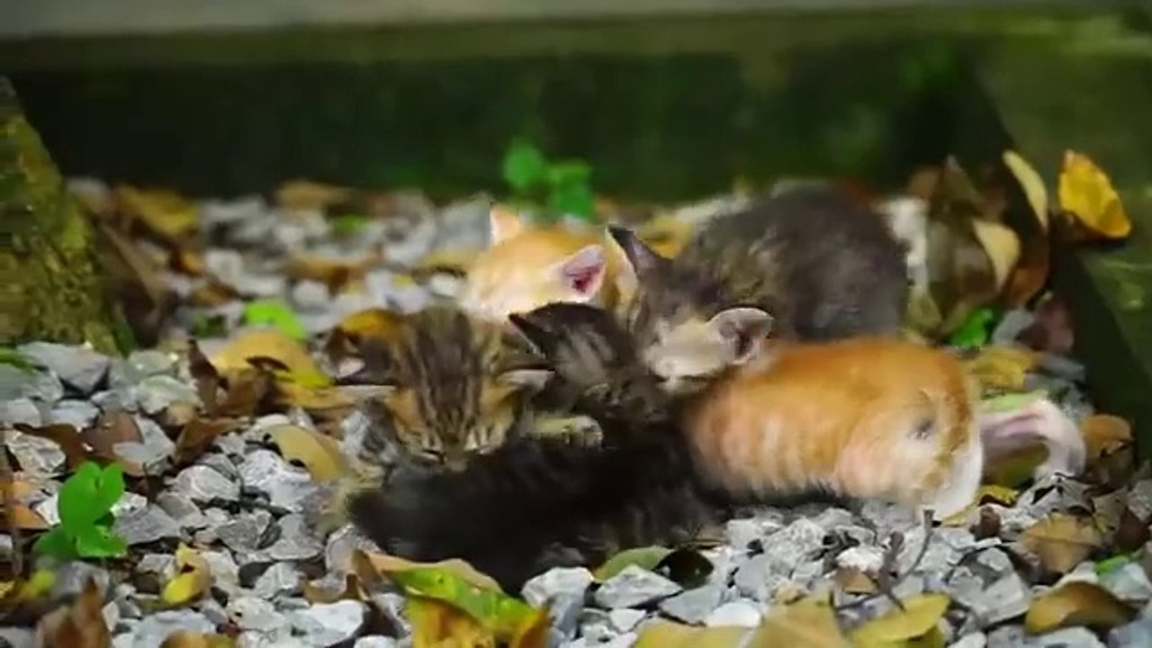 Kitten cute meowing - Kitten calling for mom - Cat play with dogs, fishes, chickensKitten cute meowing - Kitten calling for mom - Cat play with dogs, fishes, chickens  Cute kittens meow, calling their mothers, cats play with familiar animals such as dogs,