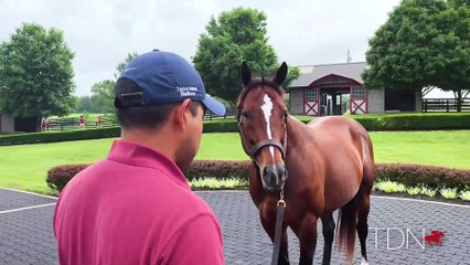 First Yearlings for Mshawish and Not This Time
