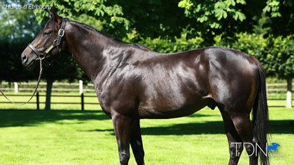 First Big Crop of Yearlings for Wootton Bassett Sell at Arqana