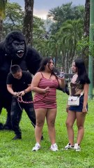 El gorila🦍gigante😂 #funny #shortvideo #shorts #viralvideo #humor #comedy