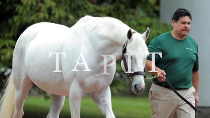 Tapit: His Impact on the Breed Will Last for Generations