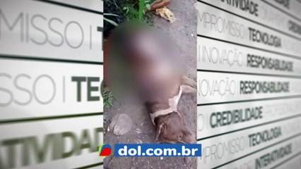b'pitbull morre no hospital apb3s ser esfaqueado mais de sete vezes em Santara9m'