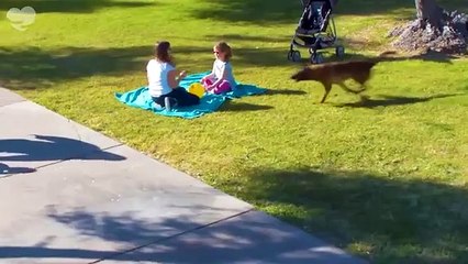 Hero Animals That Saved Human Lives