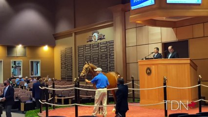 Conrad Bandoroff On Hip 274, Into Mischief Colt