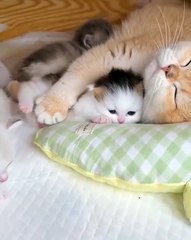 🐾 Welcome to the ultimate feline fun fest with our latest video, "CuteCats