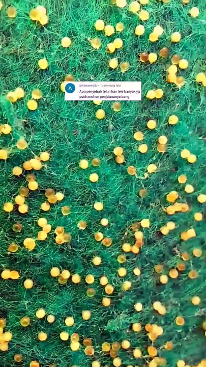 Penyebab telur lele BONOR (gagal menetas) berwarna putih