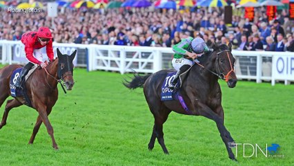 TDN New Stallions, King Of Change