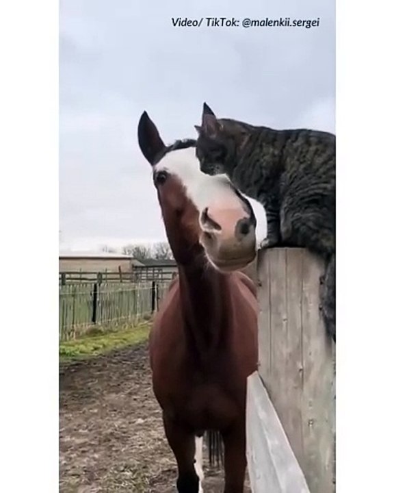 caballo y gato