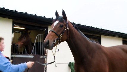 Kevin Ryan on Glass Slippers' Breeders' Cup Chances