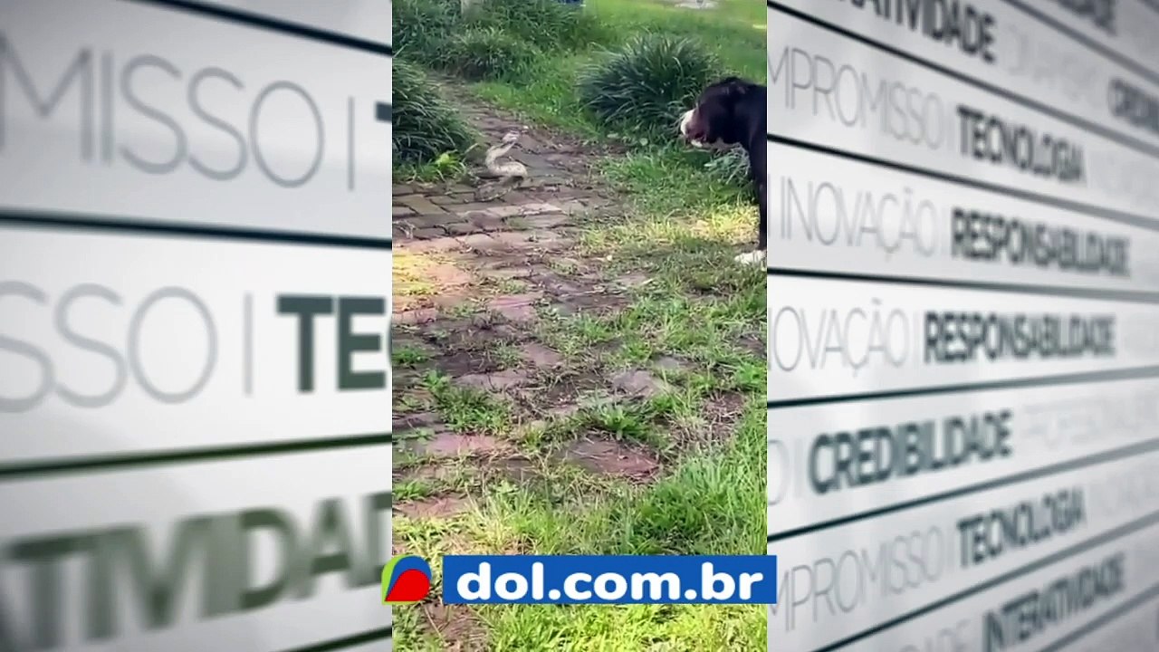 b'Pitbull luta com cobra'