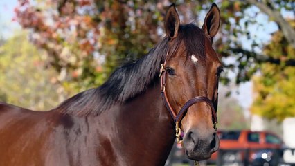 Fasig-Tipton. Dec 2020.
