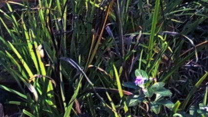 Blaszany Globus - Globo de Lata | movie | 2025 | Official Trailer