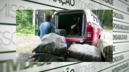 b'Mais de uma tonelada de drogas e? apreendida em Bujaru'