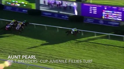 The Arqana December Sale
