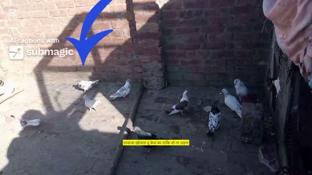The Art of Pigeon Trapping: Techniques and Methods Explained || Pigeon catching video 🕊️