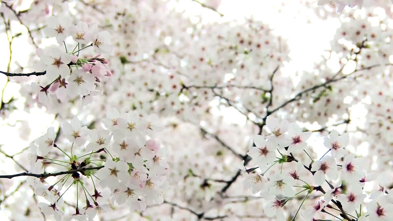 甲本ヒロト｜桜のころ｜坂本龍一 - 動画 Dailymotion