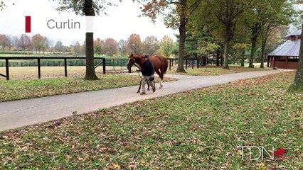 TDN Stallions: Curlin