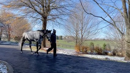 TDN Stallions: Caravaggio
