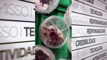 b'Receita Federal apreende 34 espa9cies de aranhas em potes nos Correios de Bela9m'
