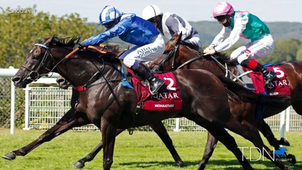 TDN New Stallions: Mohaather