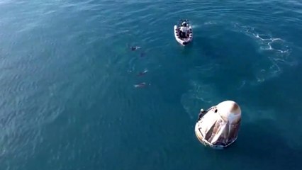 Video: Dolphins welcome Sunita Williams, Butch Wilmore after SpaceX splashdown