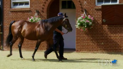 TDN Stallions: Kingman