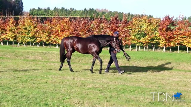 TDN Stallions: Sergei Prokofiev