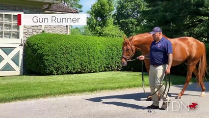 TDN Stallions: Gun Runner