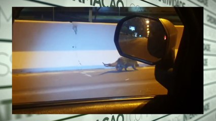 b'Porco espinho faz rolaa noturno perto de shopping em Maraba1'