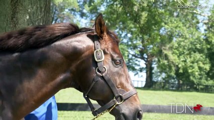 TDN Stallions: War Front