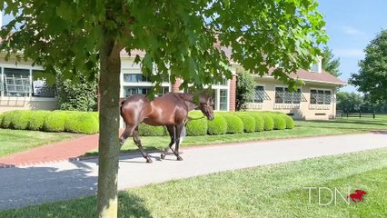 TDN Stallions: Connect