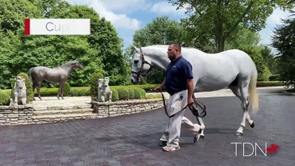 TDN Stallions: Cupid