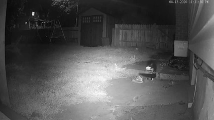 b'Gato rouba sapatos dos vizinhos e dona cria grupo para devolua7o'