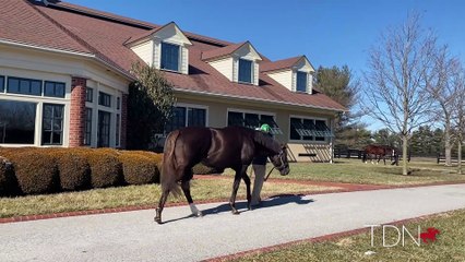 TDN Stallions: Daredevil