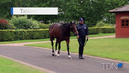TDN Stallions: Tasleet