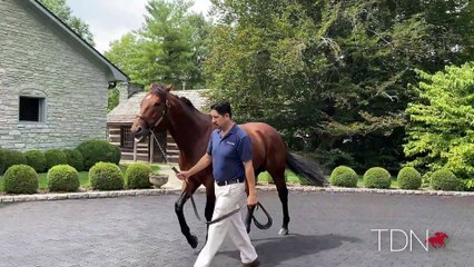 TDN Stallions: Practical Joke