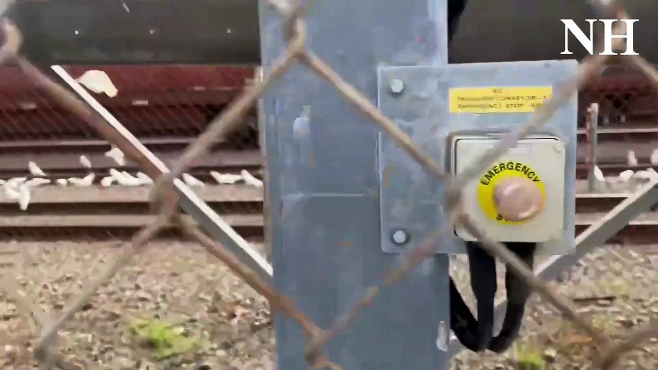 Corellas feeding on train tracks