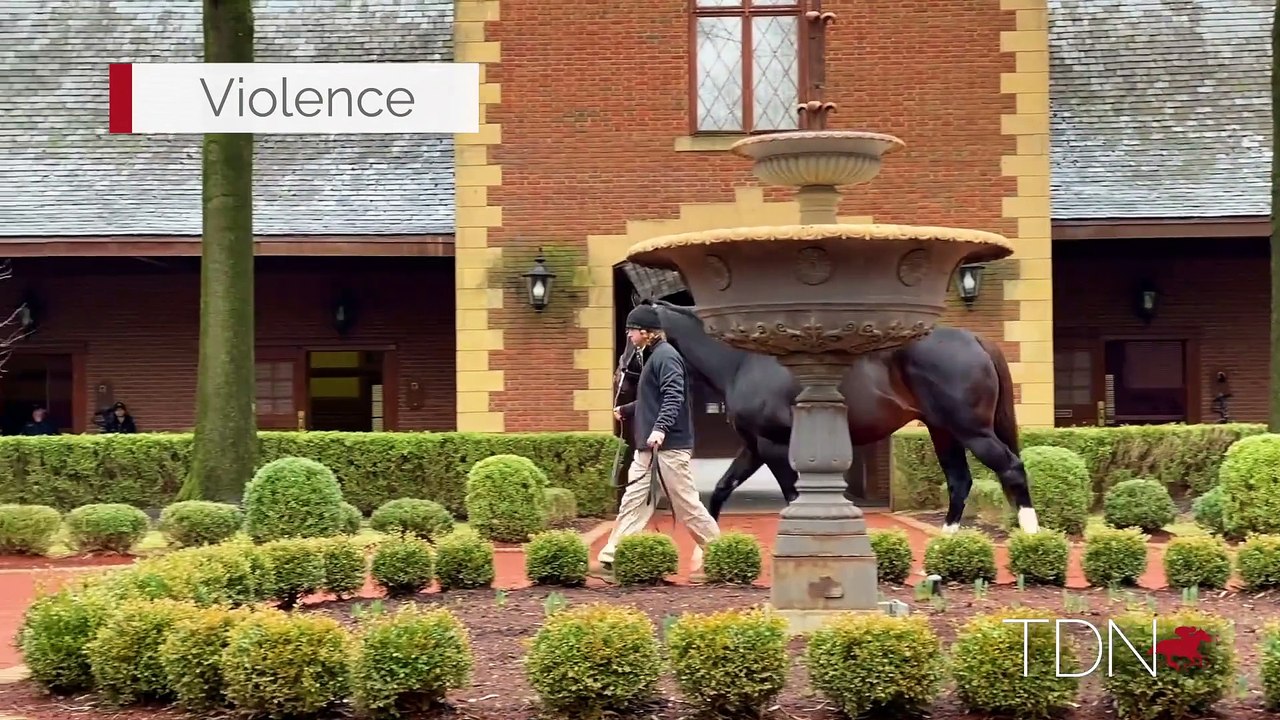 TDN Stallions: Violence