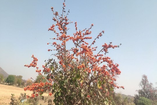 Rajasthan Weather : मौसम का मिजाज सर्द-गर्म, जयपुर में आज सवेरे ठंडी हवा के बीच धूप ​खिली