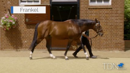 Discover the Legendary TDN Stallion: Frankel 🐎