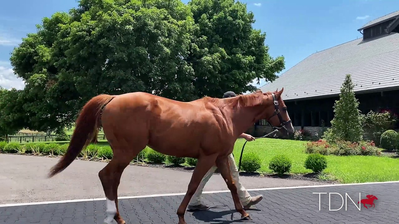 TDN Stallions: Good Magic