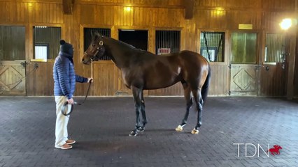 TDN Stallions: Echo Town