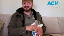 Orphaned bettong joey Buttercup bounces back with Aussie ranger 'mum'
